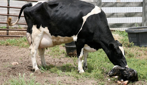 Корова перехаживает срок отела: почему и сколько дней может переносить теленка