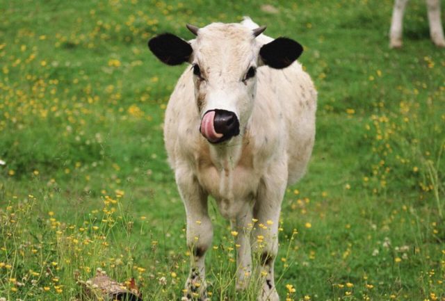 Пена изо рта у теленка, коровы: причины, лечение