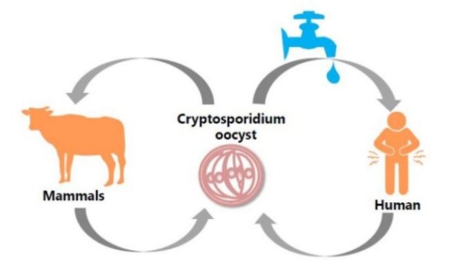 Криптоспоридиоз у молодняка КРС: симптомы, как лечить