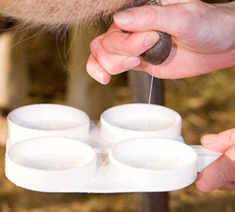 Соматика в молоке коров: лечение и профилактика