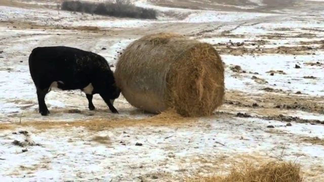 Корова плохо ест сено: что делать