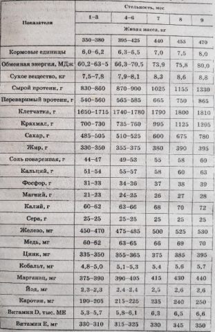 Кормление стельных, сухостойных коров, нетелей: особенности, нормы, рационы