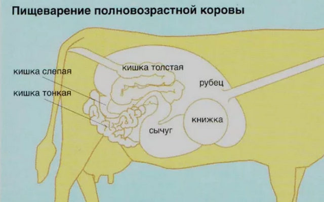 Почему корова не пьет воду, отказывается от еды