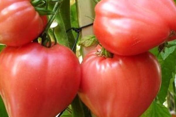 Сорт помидоров Сердце буйвола: описание, фото, отзывы