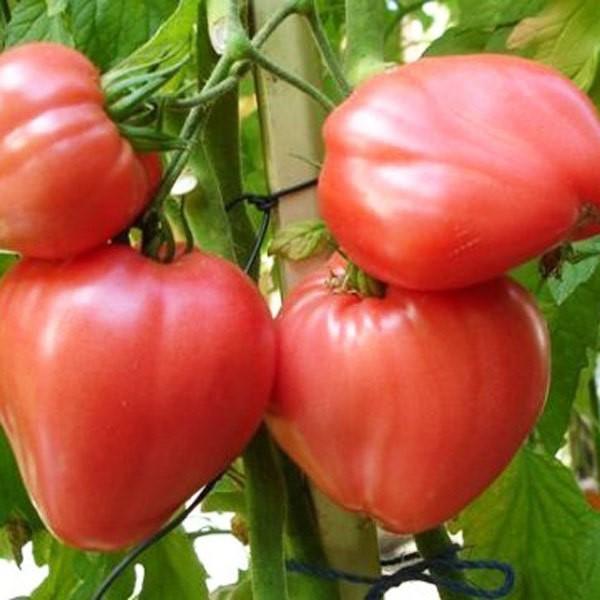 Сорт помидоров Сердце буйвола: описание, фото, отзывы