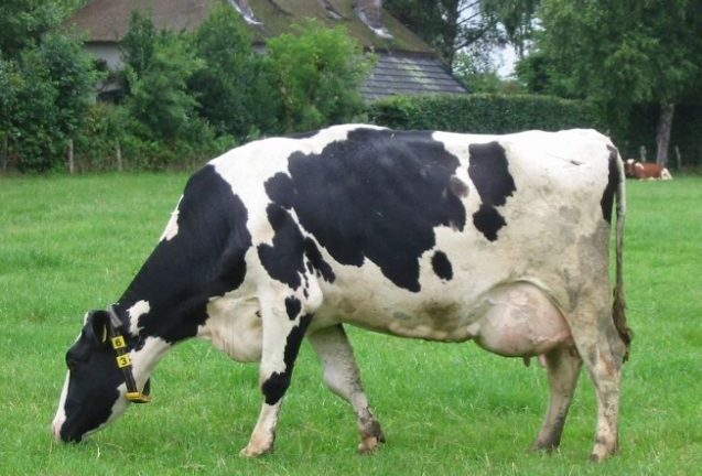У коровы послеродовой парез: признаки, лечение, профилактика