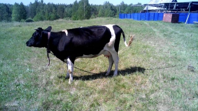 У коровы послеродовой парез: признаки, лечение, профилактика