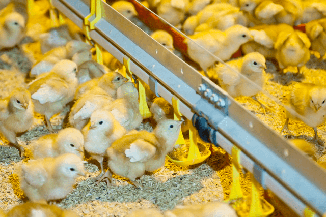 Как выращивать цыплят: особенности, профилактика и лечение заболеваний