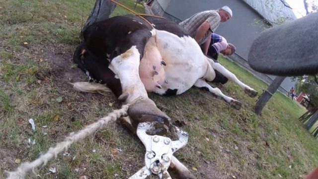 Корова упала на ноги и не встает: почему и как поднять