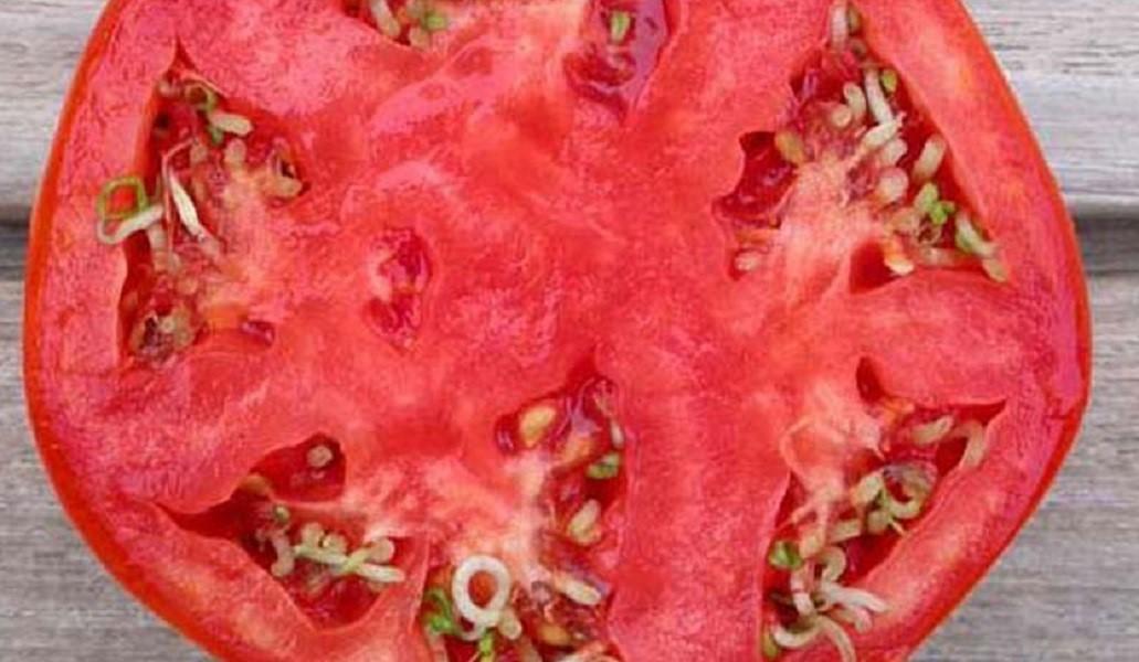 Почему в помидорах прорастают семена