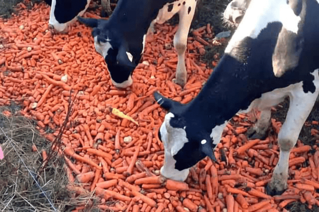 Как разобраться в классах кормов для животных: краткий гайд