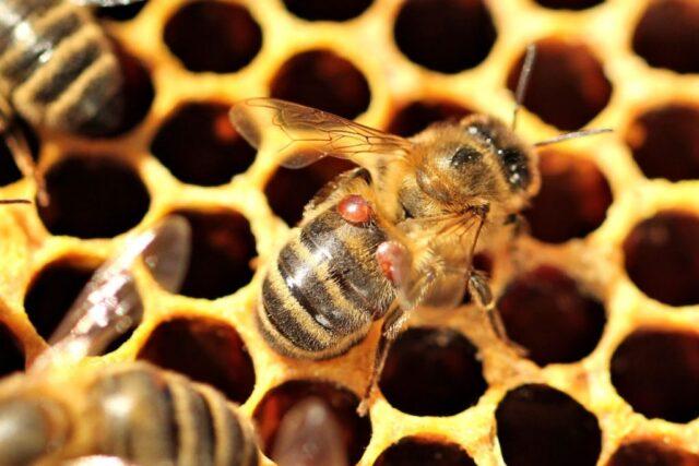 Болезни пчел: основные признаки, распространенные заболевания и лечение