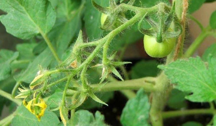 Почему опадает завязь на томатах: в теплице, в открытом грунте, что делать