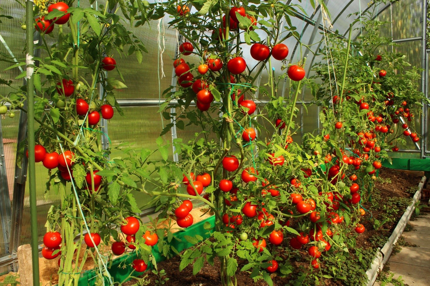 Как подвязывать высокорослые помидоры