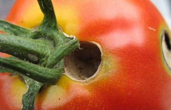Почему помидоры в дырках: кто ест, чем обработать