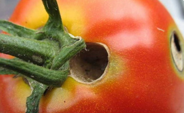 Почему помидоры в дырках: кто ест, чем обработать