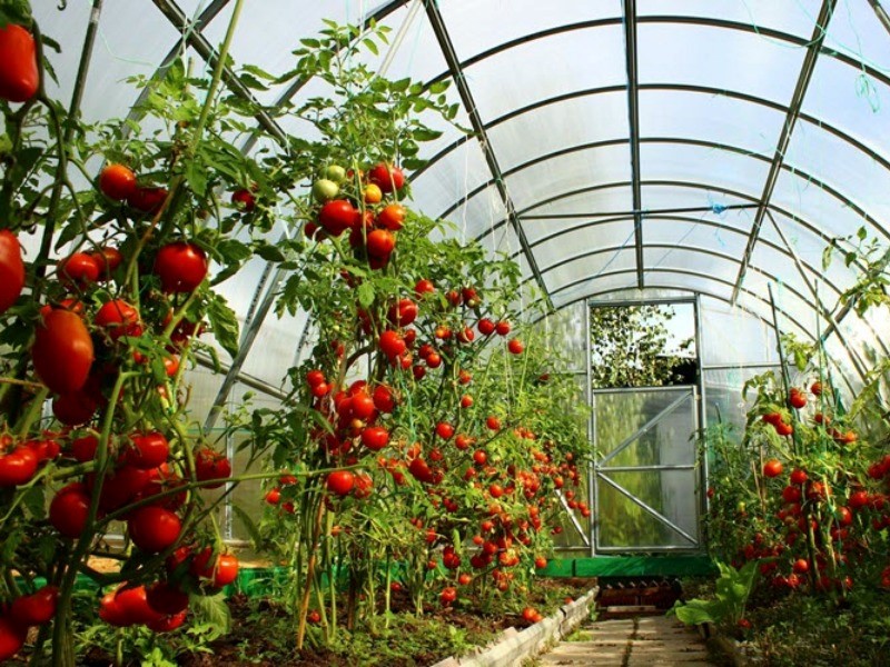 Почему томаты жируют в теплице: что делать, как исправить, чем подкормить, видео, отзывы