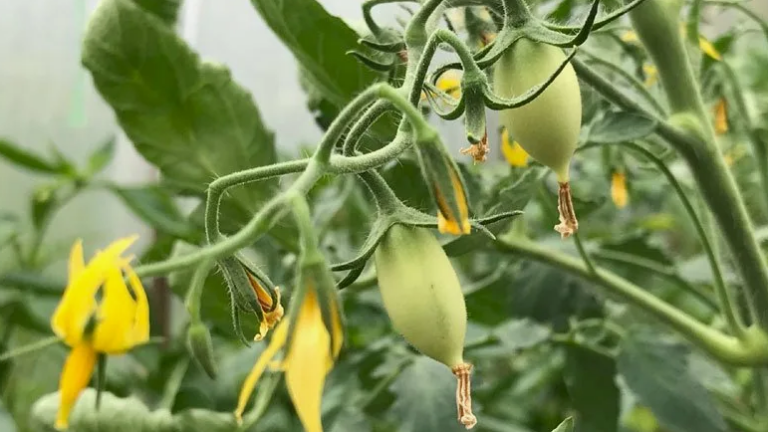 Почему опадают помидоры в теплице с куста: зеленые, что делать