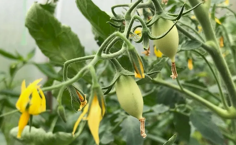 Почему опадают помидоры в теплице с куста: зеленые, что делать