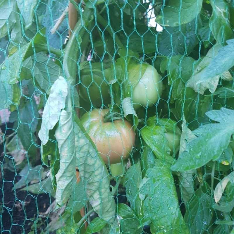 Как правильно и чем подвязать помидоры в открытом грунте: фото, видео
