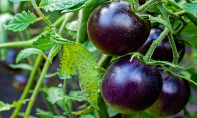 Фиолетовые и синие томаты: сорта, фото и описание, для открытого грунта