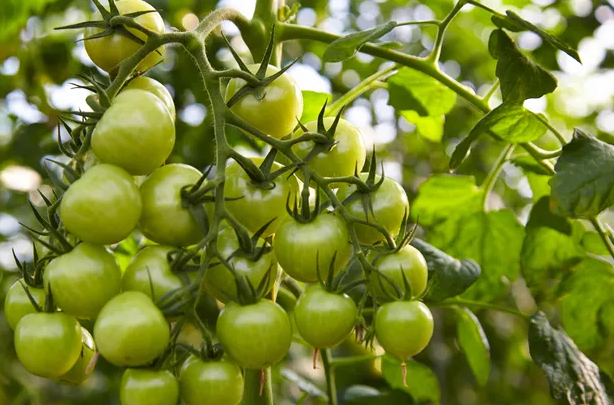Почему помидоры долго не краснеют в теплице и в открытом грунте: что делать, чем подкормить