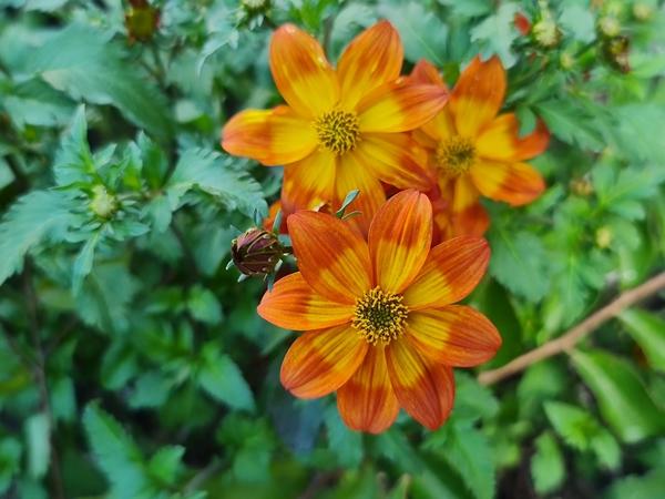 Биденс ферулолистная Bee Happy