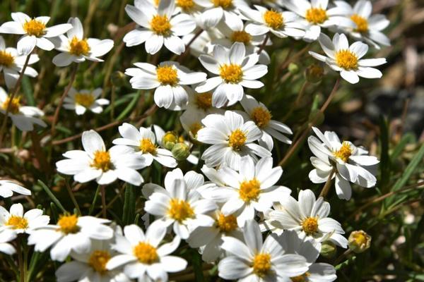 Биденс ферулолистная White Delight. Фото с сайта plantura.garden