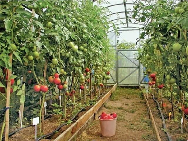 Надо ли окучивать помидоры в открытом грунте и в теплице