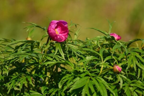 Цветки пиона: полезные свойства, применение в народной медицине
