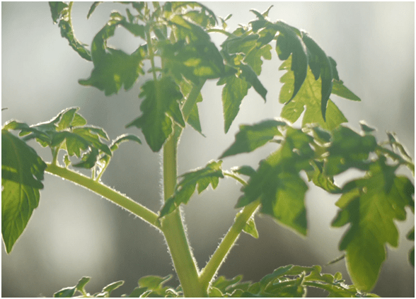 Жирование томатов в открытом грунте: как остановить, что делать, как исправить, фото