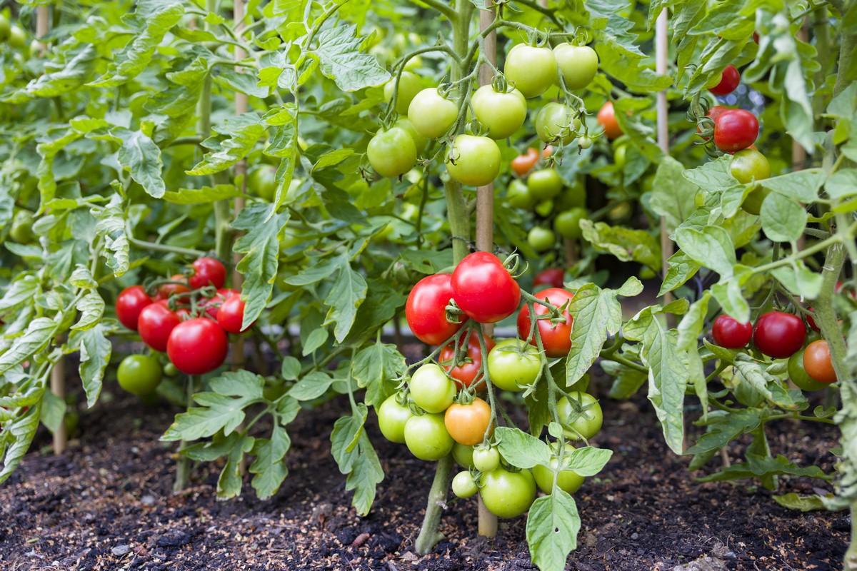 Надо ли окучивать помидоры в открытом грунте и в теплице