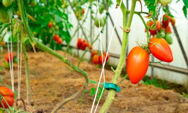 Как правильно подвязывать помидоры в теплице из поликарбоната: пошагово, фото, видео