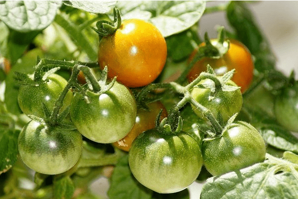 Почему помидоры долго не краснеют в теплице и в открытом грунте: что делать, чем подкормить