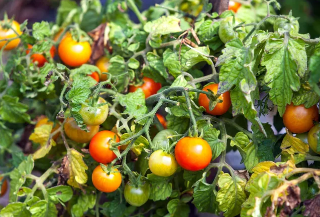 Почему растут мелкие помидоры в теплице и в открытом грунте