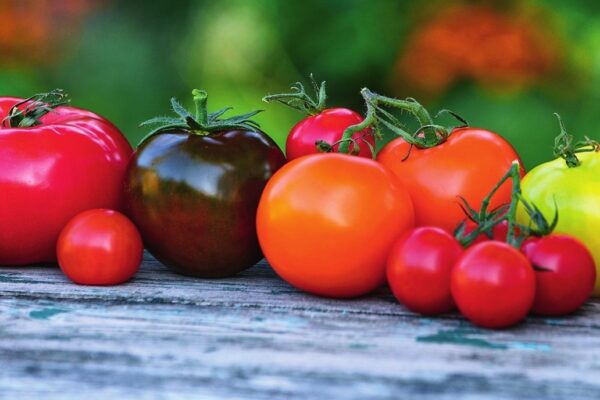 Как правильно и чем подвязать помидоры в открытом грунте: фото, видео