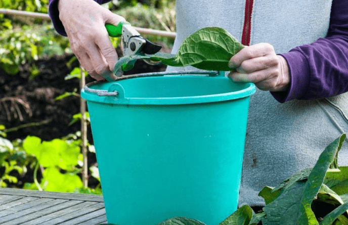 Как подкормить помидоры настоем травы: в теплице, можно ли поливать