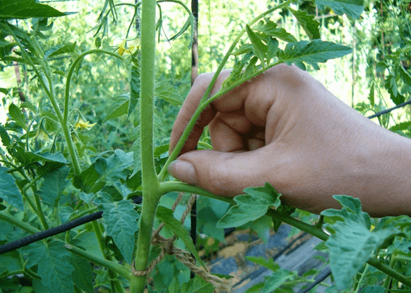 Почему растут мелкие помидоры в теплице и в открытом грунте
