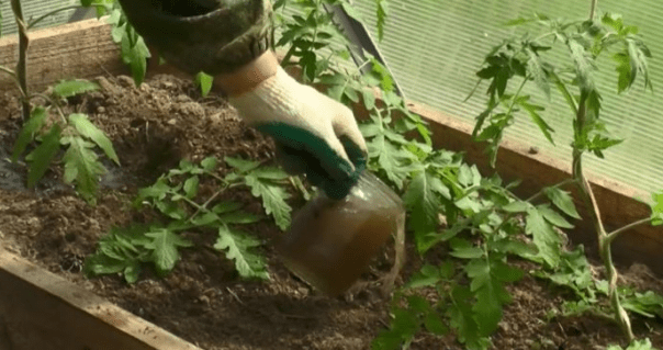 Как подкормить помидоры настоем травы: в теплице, можно ли поливать