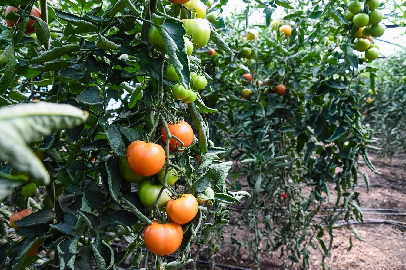 Почему у томатов мельчают и скручиваются верхние листья: что делать, в теплице