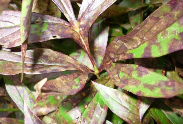Ржавчина на листьях пиона: причины, что делать, чем лечить, фото