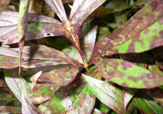 Ржавчина на листьях пиона: причины, что делать, чем лечить, фото