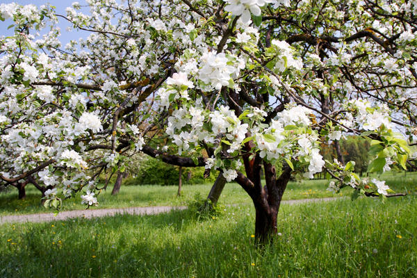 Яблоня весной: как обрезать, опрыскивать, лечить и подкармливать дерево
