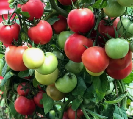 Лучшие сорта томатов для Пермского края для открытого грунта и теплиц
