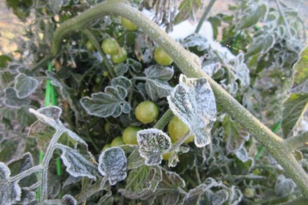 Подмерзли верхушки помидоров в теплице и открытом грунте: что делать, чем полить