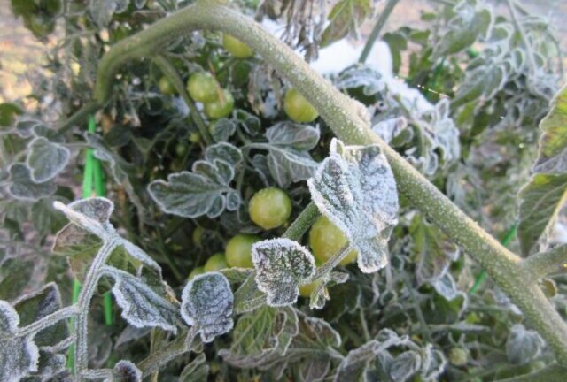 Подмерзли верхушки помидоров в теплице и открытом грунте: что делать, чем полить