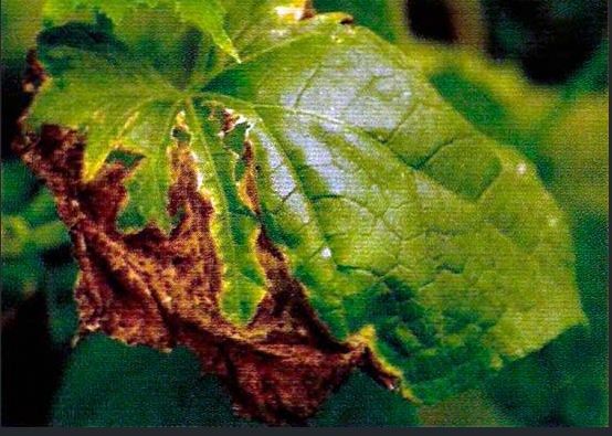 Кладоспориоз (оливковая пятнистость) огурца: фото, описание, как лечить, меры борьбы