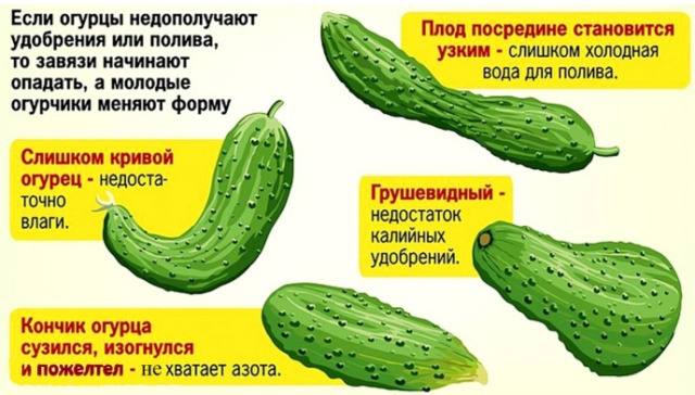 Чем подкормить огурцы в июле в теплице и открытом грунте