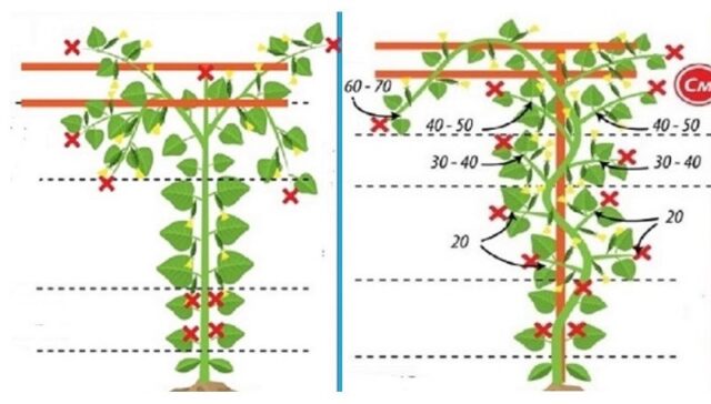 Формирование огурцов в один стебель в теплице и открытом грунте