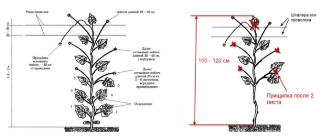 Пасынкование огурцов в теплице пошагово: для начинающих, схема, видео